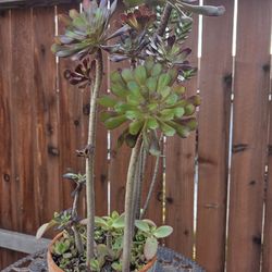 Different Succulents