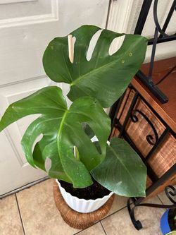 Plant for sale monstera