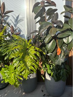 Patio Planters Pots