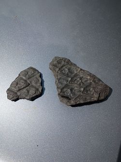 Carboniferous Plant Fossil Specimens Lot of 2