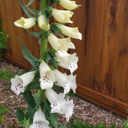 Buy 1 Get 1 White Or Pink Foxgloves!