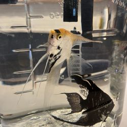 Free Angel Fish 