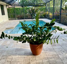 Large ZZ Plant