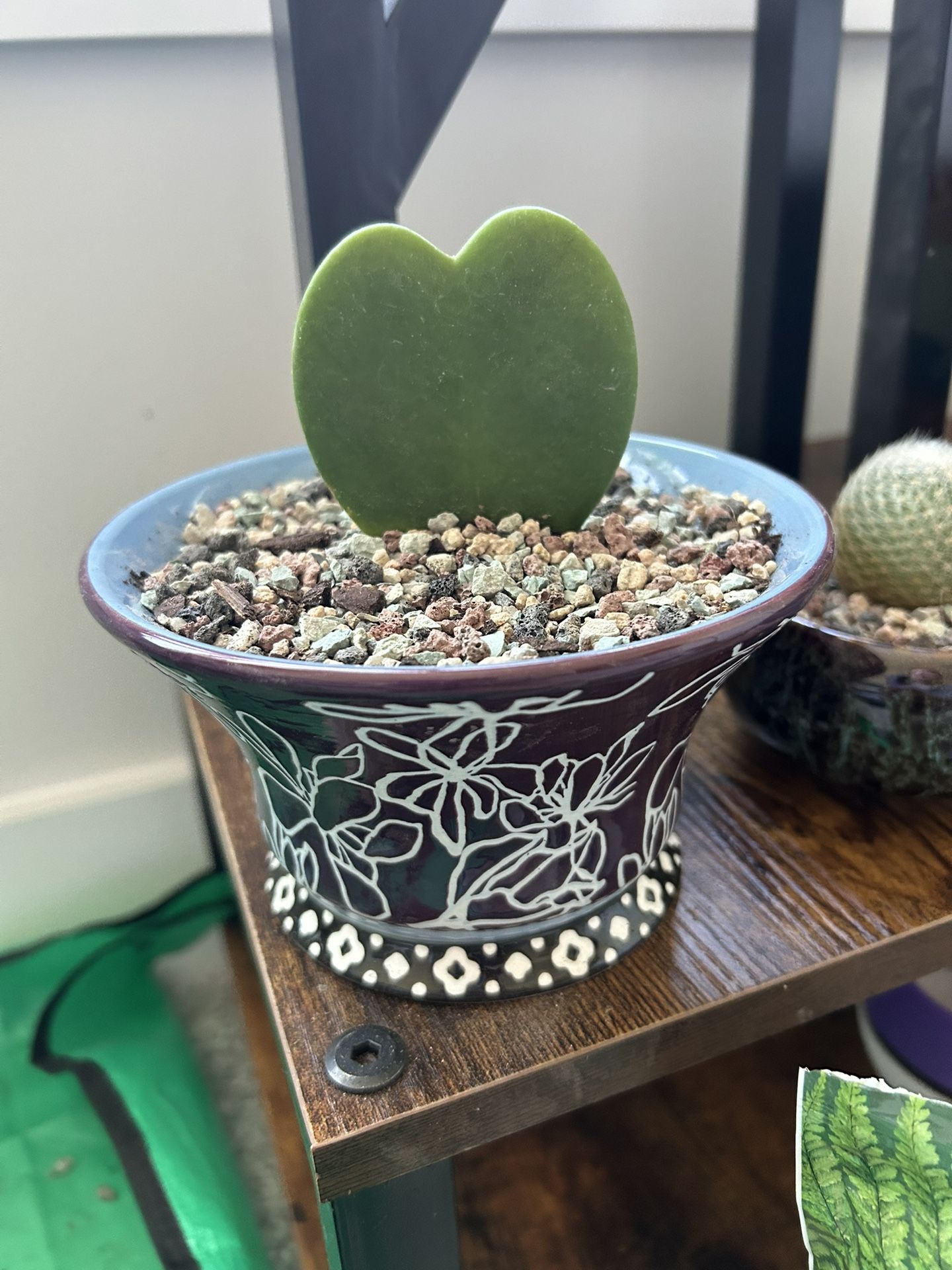 Hoya Heart House Plant Rooted