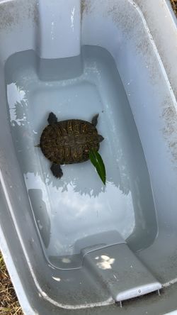 Water Tub