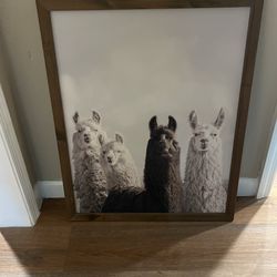 Llamas