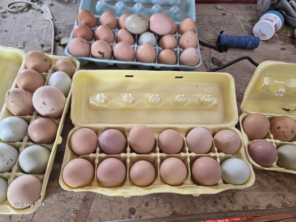 Unwashed Farm Fresh Eggs. 
