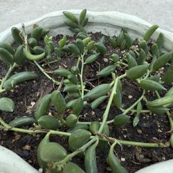 String of Bananas In A Nice Ceramic Pot $13