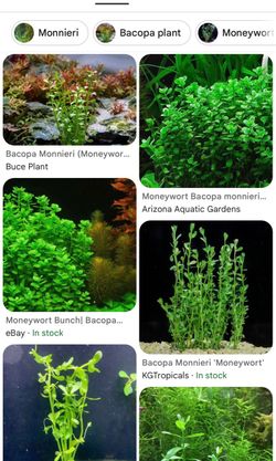 Aquarium Freshwater Plant - Bocopa Moneywort $5