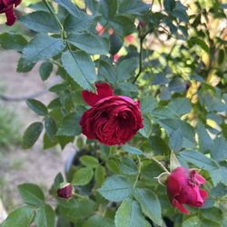 Roses Plants 