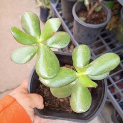 Jade Plants 