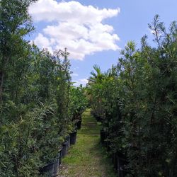 Podocarpus 15gl $45🏡💚7ft