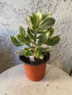 4 Inch Pot Succulent Plant Crassula Ovata Variegated - Lemon Lime Jade - Rooted & Established - Drought Resistant 🪴