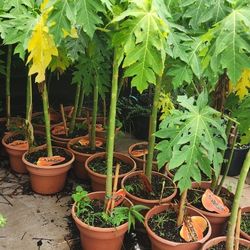 Lady Red Papayas 3gallones 5ft Tall 