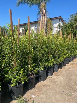 15 gal 5 ft indian laurel ficus