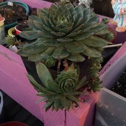 Plants hens and chicks