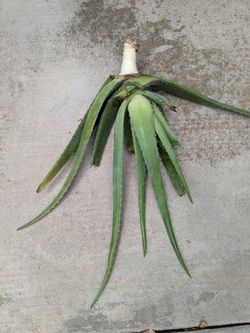 Healthy Aloe vera plant