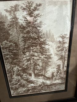 " Sepia Noble Fir " by Ernst Heyn Loon Peak