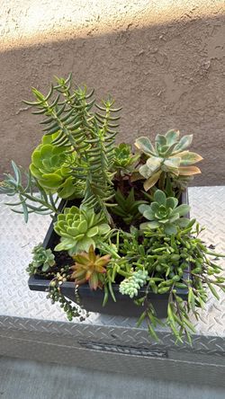 Succulents