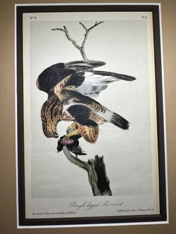 1950s John James Audubon American Rough Legged Hawk 