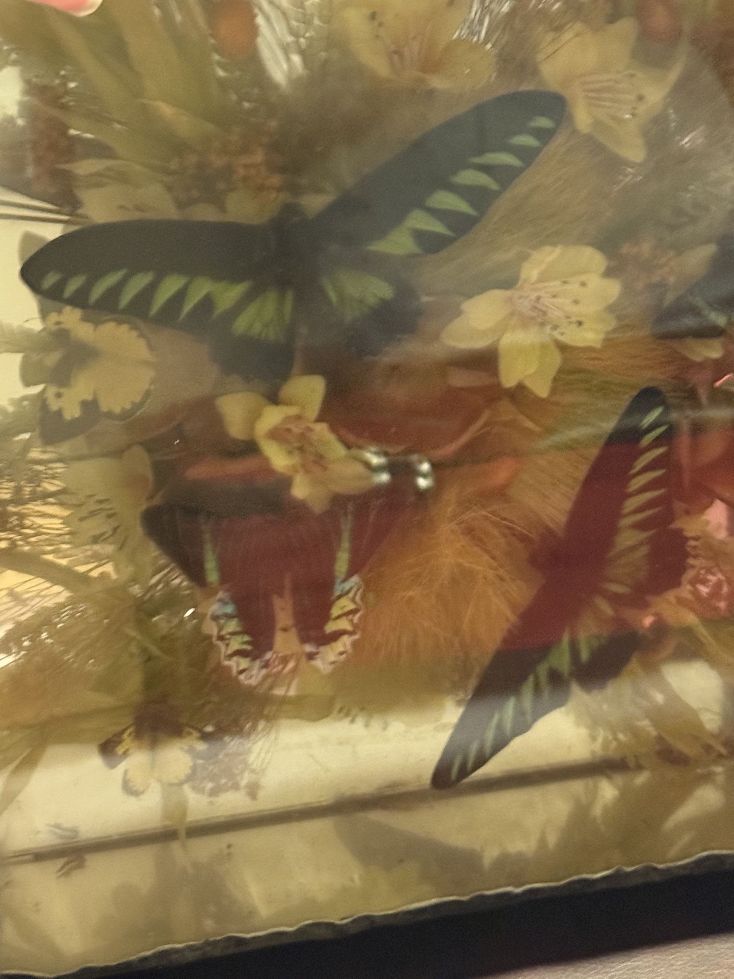 Taxidermy