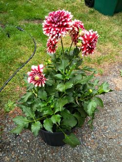 Dahlias