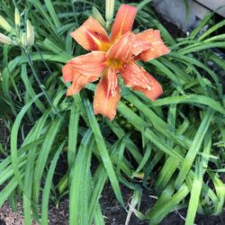 Orange Day Lilly Plants