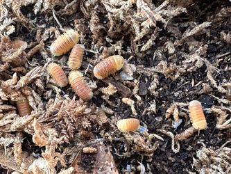 Isopods