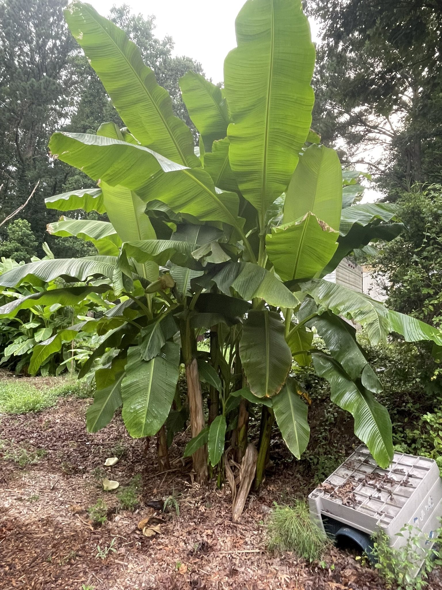 Matas De Plátano