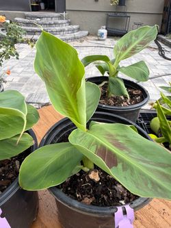Truly Tiny Banana Plants in one gallon pots
