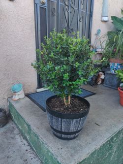 Japanese Boxwood Bonsai Tree