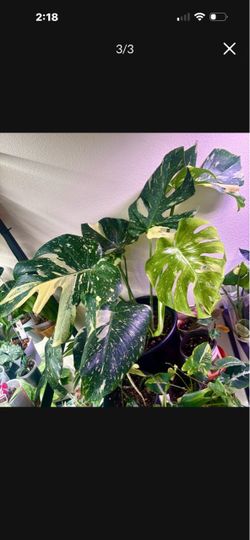 Big Monstera Thai Constellation