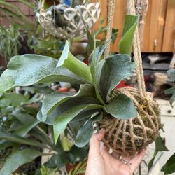 Staghorn Fern Kokedamas ( 2 Available)