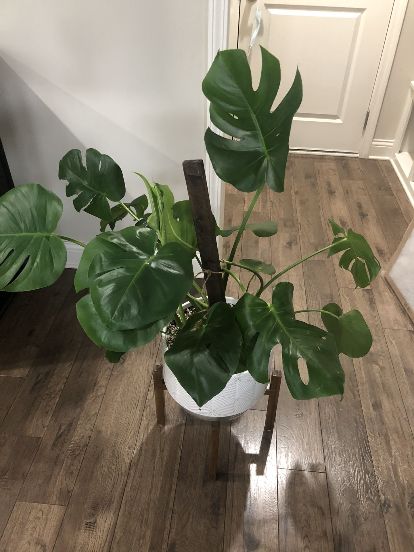 Large Monstera Plant