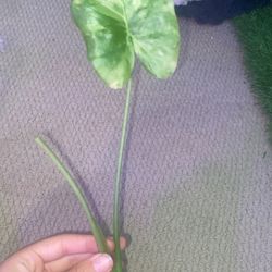 Variegated Alocasia Odora