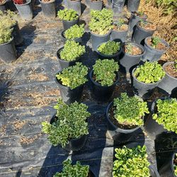 Coprosma Marbel Queen 5 G