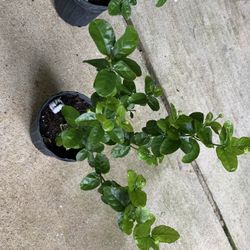 4-varieties If Jasmine Plants