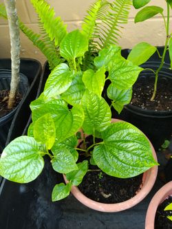 Vietnamese Piper Lolot Leaves Betel Leaf Plant