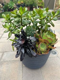 Assorted Succulent Plants