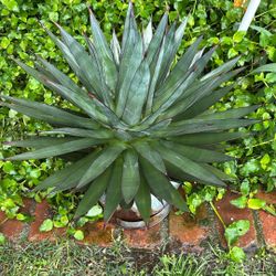 Very beautiful Agave Plant