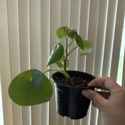 Pilea Plant 