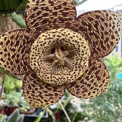 Starfish In Bloom $25