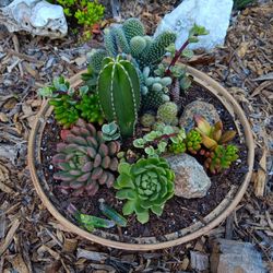 Large Cactus & Succulent Bowl