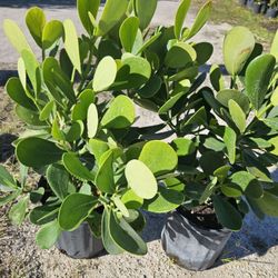 clusias podocarpus  Only  instant privacy  Hedge  for fences 