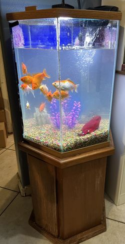 Fish Tank 