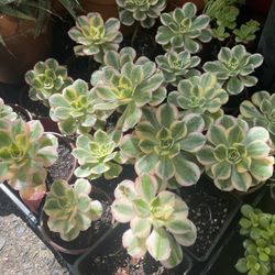 Sunburst Succulent Plant