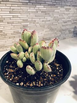 Variegated Bear Paw Succulent!