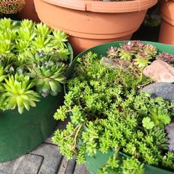 Succulent Planters LOOKIN' GOOD!