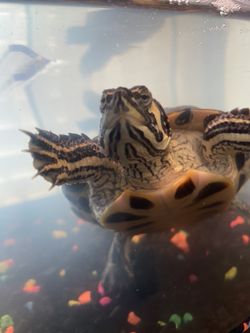 Two Yellow-Bellied Sliders 