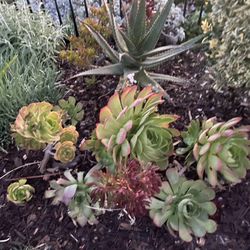 AGAVES And Aeoniums🪴